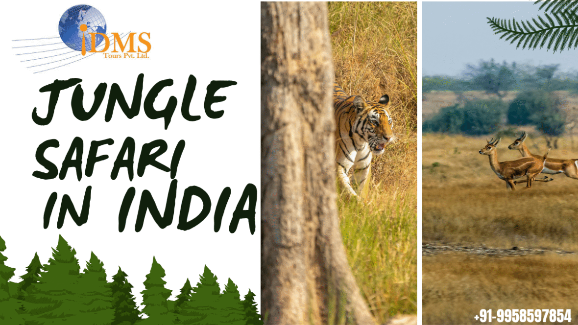 Jungle Safari in India